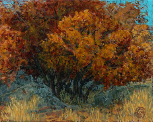 Gamble Oak